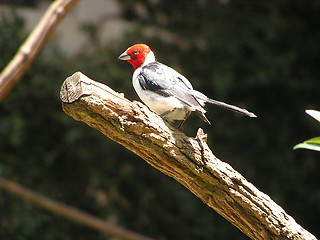 Image showing Red-cowled Cardinal