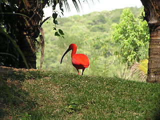 Image showing Scarlet Ibis