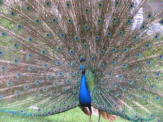 Image showing Peacock