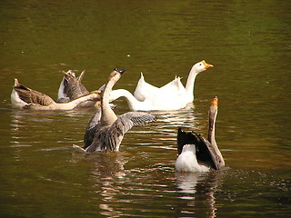 Image showing Chineese Geese