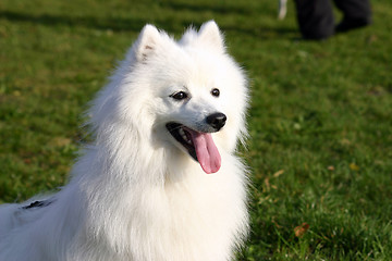 Image showing dog face