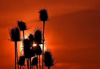 Image showing Thorny sunset