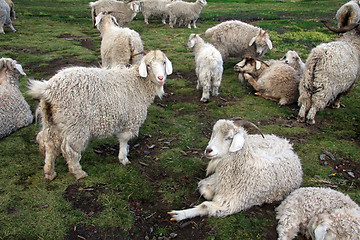 Image showing Sheep