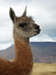 Image showing Baby lama
