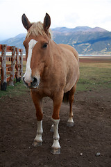 Image showing Horse