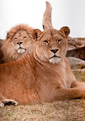 Image showing Lion Couple