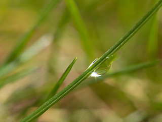 Image showing Morning dew drop