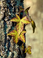 Image showing Leaves on tree