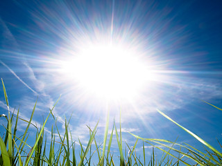 Image showing Beautiful fresh grass against sun at spring