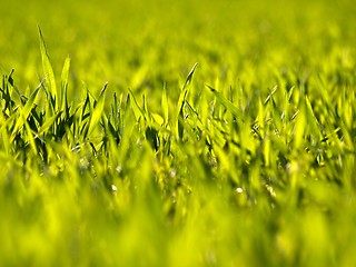 Image showing Wheat field