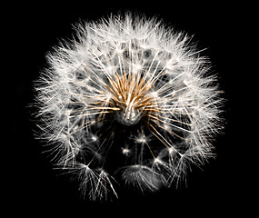 Image showing Dandelion on black