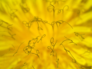 Image showing Dandelion flowerhead