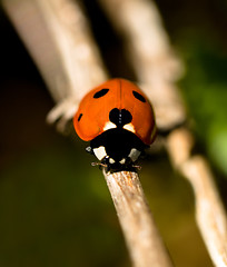 Image showing Red ladybug macro