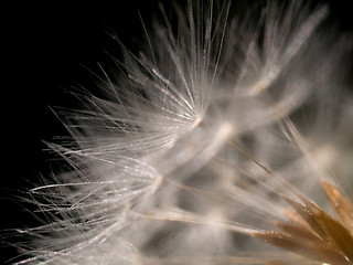 Image showing Dandelion macro