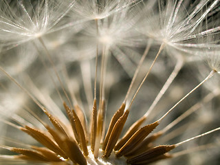 Image showing Dandelion clock