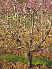 Image showing peach tree