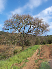 Image showing Big oak tree