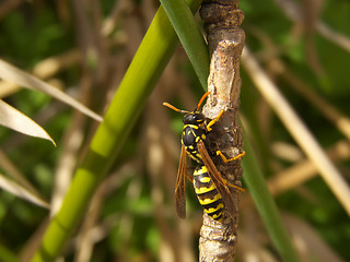 Image showing climbing wasp