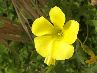 Image showing weed flower