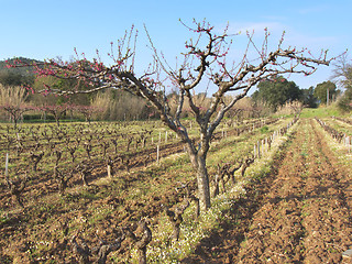 Image showing peach tree