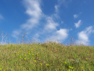 Image showing meadow and sky background