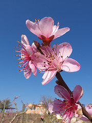 Image showing peach flowers