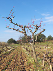 Image showing peach tree