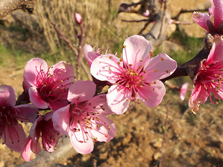 Image showing peach flowers