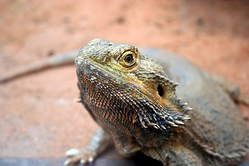 Image showing Lizard