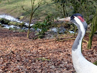 Image showing King's Crane