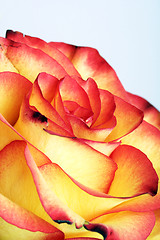 Image showing Rose