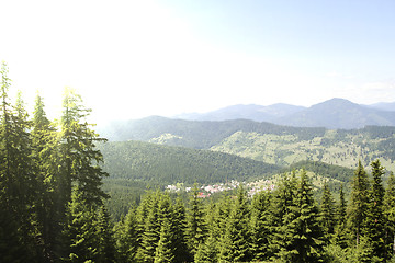 Image showing Forest landscape