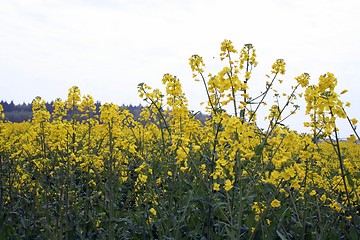 Image showing Rape-seed field