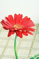 Image showing Gerber daisy