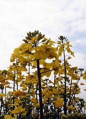 Image showing Huge Rape-seed