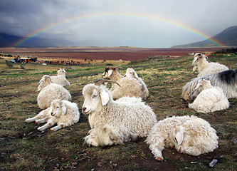 Image showing Sheep