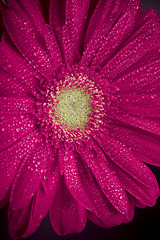 Image showing pink gerbera