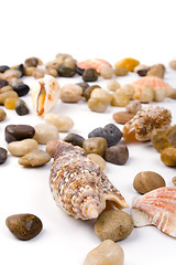 Image showing sea shells