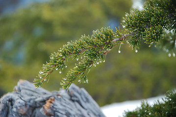 Image showing Spruce