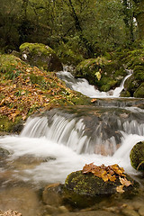 Image showing River in the mountain with leaves all over the flor