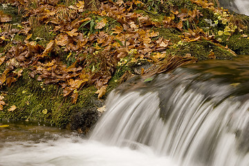 Image showing River in the mountain with leaves all over the flor
