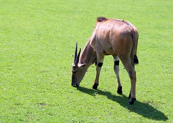 Image showing Grazing Gazelle