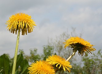 Image showing Dandelions