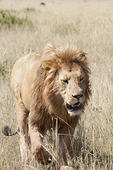 Image showing African lion