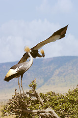 Image showing Grey crowned crane