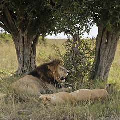 Image showing Lions resting under tree