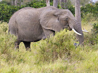 Image showing elephant  in Masai Mara bush