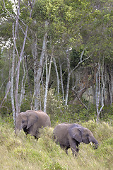 Image showing Two elephants 