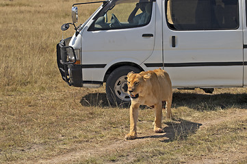 Image showing lioness pass by car with tourists 