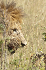 Image showing African lion 